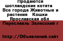 Продаются шотландские котята - Все города Животные и растения » Кошки   . Ярославская обл.,Переславль-Залесский г.